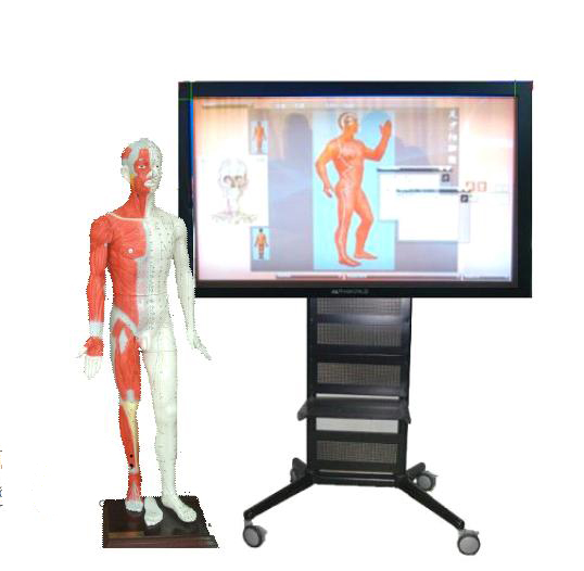 ���t����Ӗ��ģ��